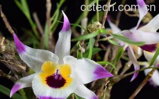 金钗石斛在家怎么养-1