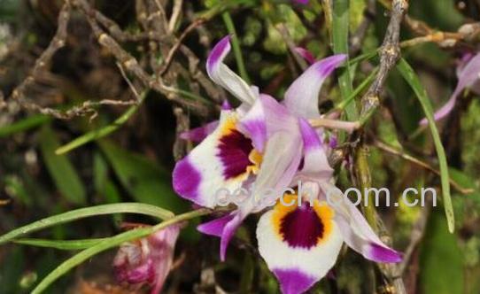 串珠石斛的功效与作用 串珠石斛的药用价值-0