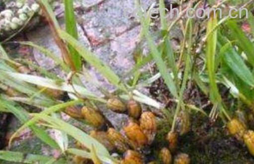 串珠石斛的功效与作用 串珠石斛的药用价值-1