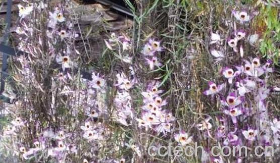 串珠石斛怎么养-0