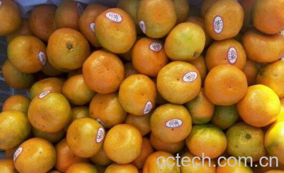 叶桔的营养价值和功效-1