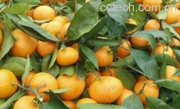 叶桔的营养价值和功效-0