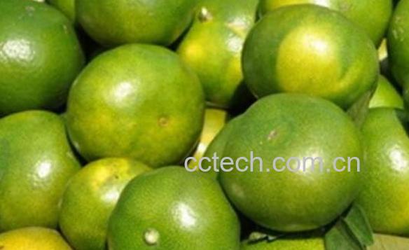 青皮桔子的功效与作用-1