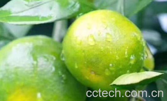 青皮桔子的功效与作用-0