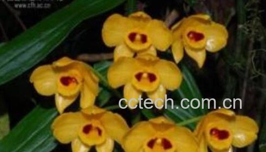 束花石斛能吃吗 束花石斛怎么吃-1