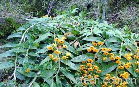 束花石斛能吃吗 束花石斛怎么吃-0