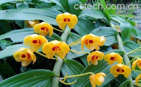 束花石斛的功效与作用-0