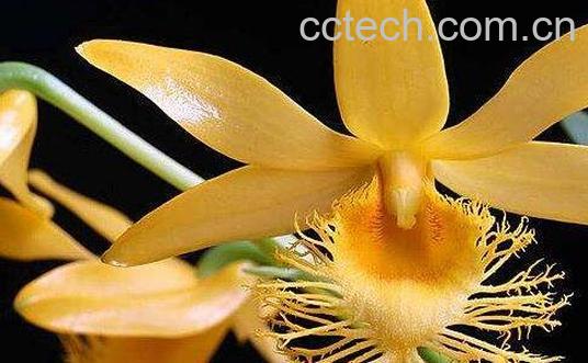 长苏石斛的药用价值 长苏石斛的功效-0