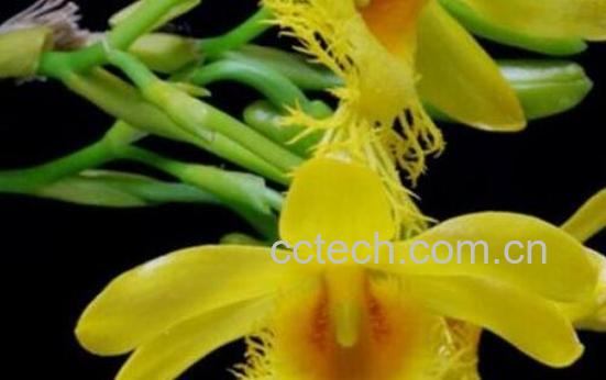 长苏石斛的药用价值 长苏石斛的功效-1