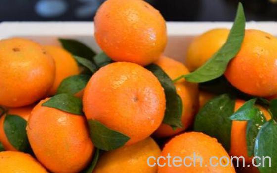 柑果和橘子有什么区别 吃柑果的好处有哪些-0