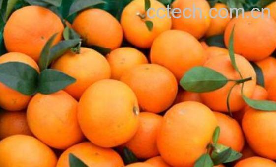 柑果和橘子有什么区别 吃柑果的好处有哪些-1