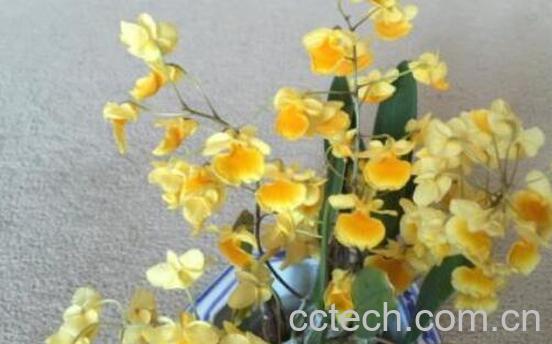 聚石斛的种植方法 聚石斛的特点-1