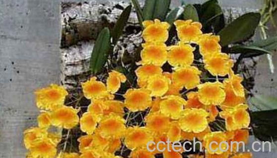 聚石斛的种植方法 聚石斛的特点-0