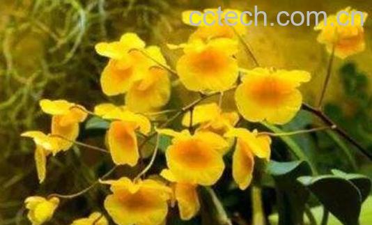 聚石斛的功效与作用 聚石斛的药用价值-0