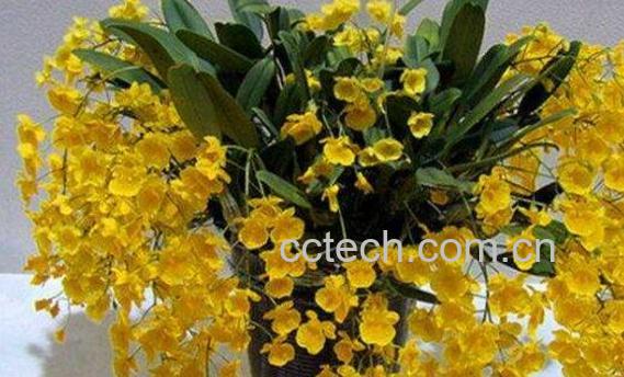 聚石斛的功效与作用 聚石斛的药用价值-1