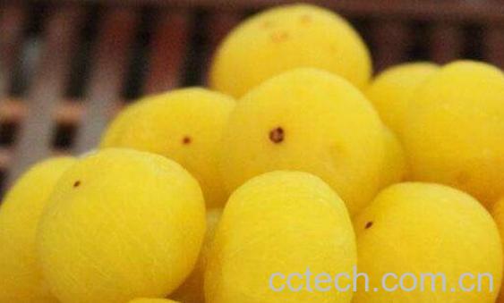 橄榄果怎么腌制好吃 橄榄果的正确食用方法-1