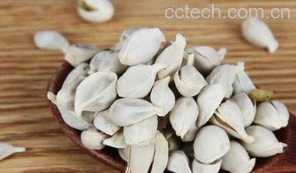 桔子籽粉的功效与作用-1