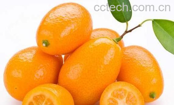 金桔籽的功效与作用-1