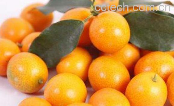 金桔籽的功效与作用-0