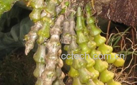 肿节石斛的功效与作用 肿节石斛的吃法-1