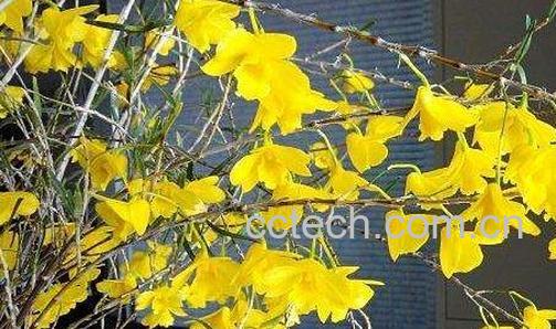 姬竹石斛怎么养-0