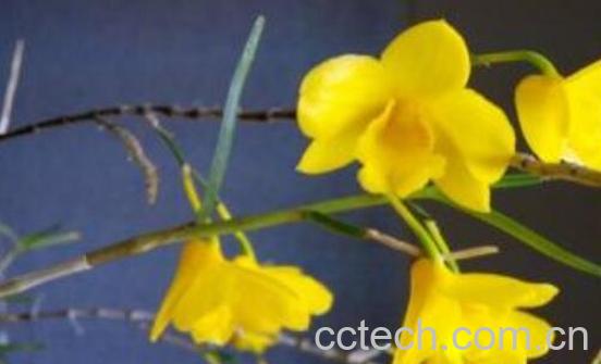 姬竹石斛怎么养-1