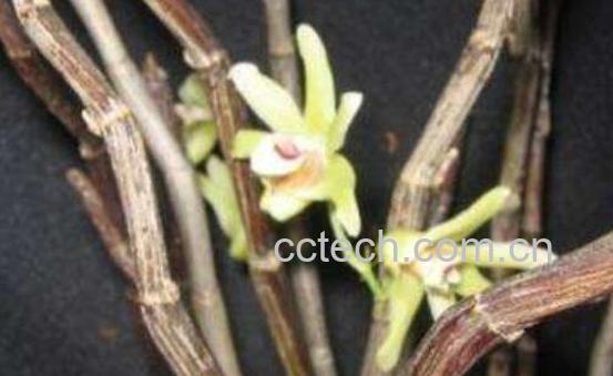 马鞭石斛的功效与作用-0