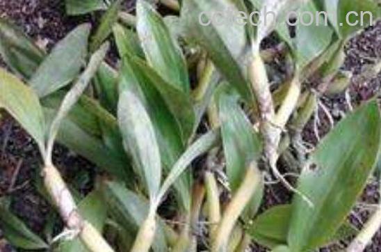 马鞭石斛的功效与作用-1