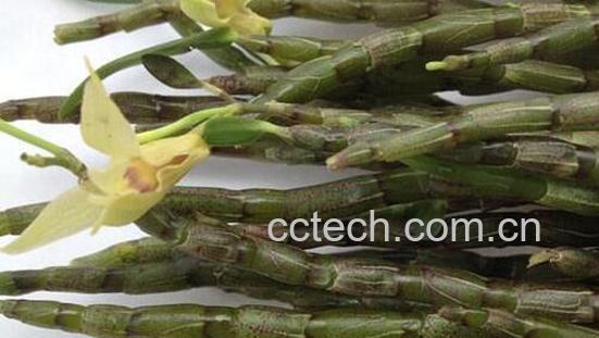 鲜石斛的功效与作用及食用方法-1