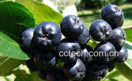 黑果花楸怎么泡酒步骤 黑果花楸怎么吃好-1