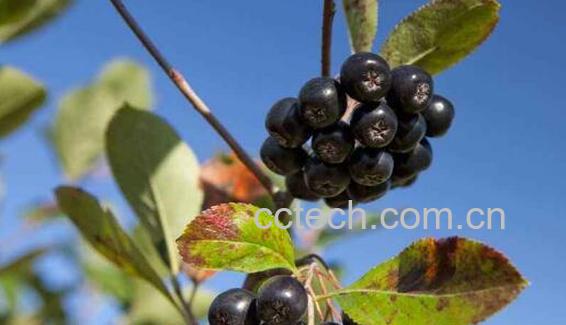 黑果花楸怎么泡酒步骤 黑果花楸怎么吃好-0