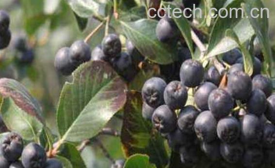 黑果花楸泡酒的好处 黑果花楸泡酒有啥好处-0