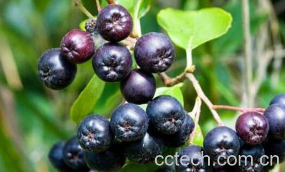黑果花楸泡酒的好处 黑果花楸泡酒有啥好处-1