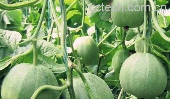 洋香瓜与甜瓜的区别 吃甜瓜的好处-1