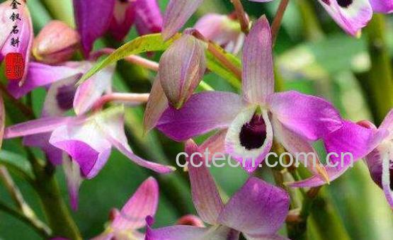 金钗石斛的功效与作用 金钗石斛多少钱一克-0