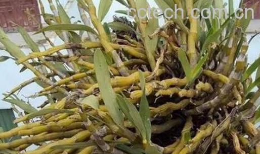 金钗石斛的美容功效-0