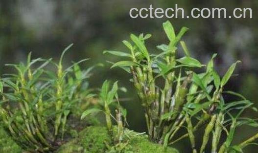 金钗石斛的功效与作用 金钗石斛多少钱一克-1