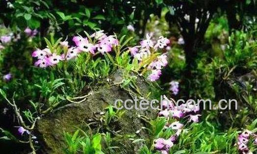 金钗石斛的美容功效-1