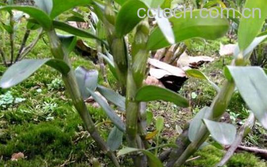 金钗泡水喝有什么功效-0