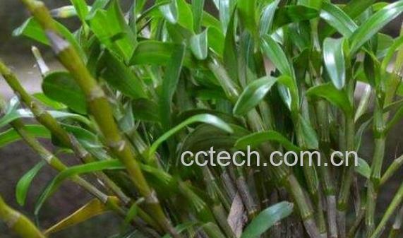 金钗泡水喝有什么功效-1