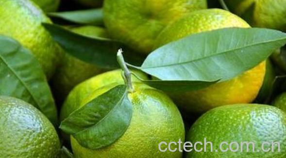 绿橘子的营养价值-0