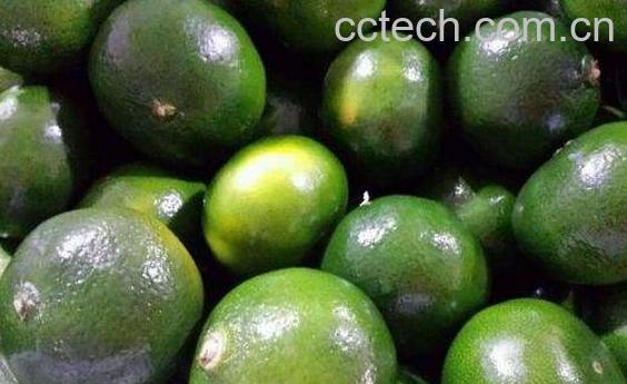 绿橘子的营养价值-1