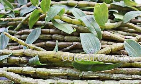 新鲜铁皮石斛怎么吃最好-0