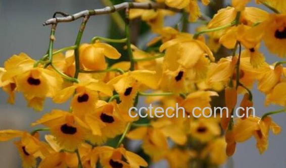 流苏石斛的功效与作用 流苏石斛多少钱一斤-0