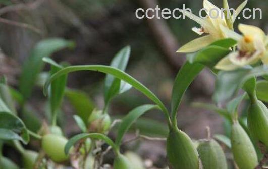 新鲜铁皮石斛怎么吃最好-1