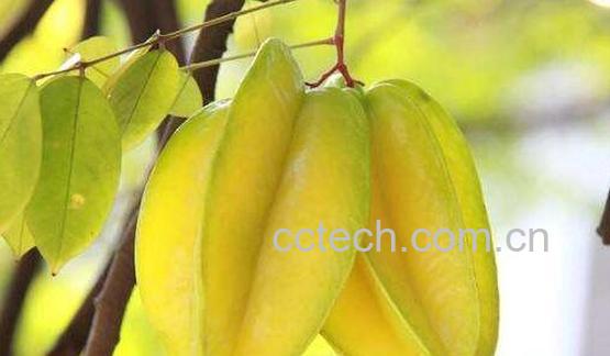 杨桃还可以怎么吃 杨桃怎么吃比较正确-1