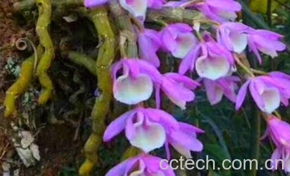 报春石斛花可以食用吗 报春石斛花的食用方法-1