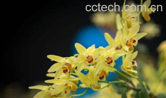 石斛花和什么一起泡最好-1