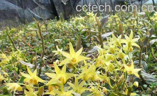 石斛花和什么一起泡最好-0