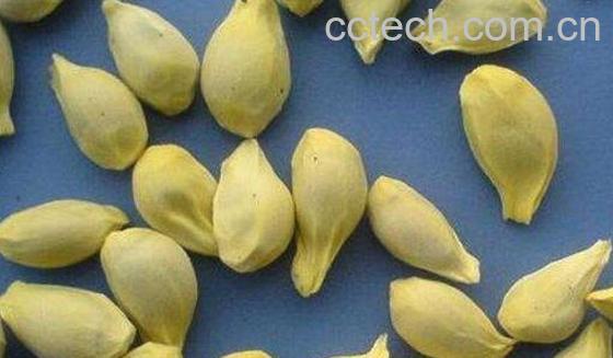 桔子籽粉的功效与作用及副作用-1